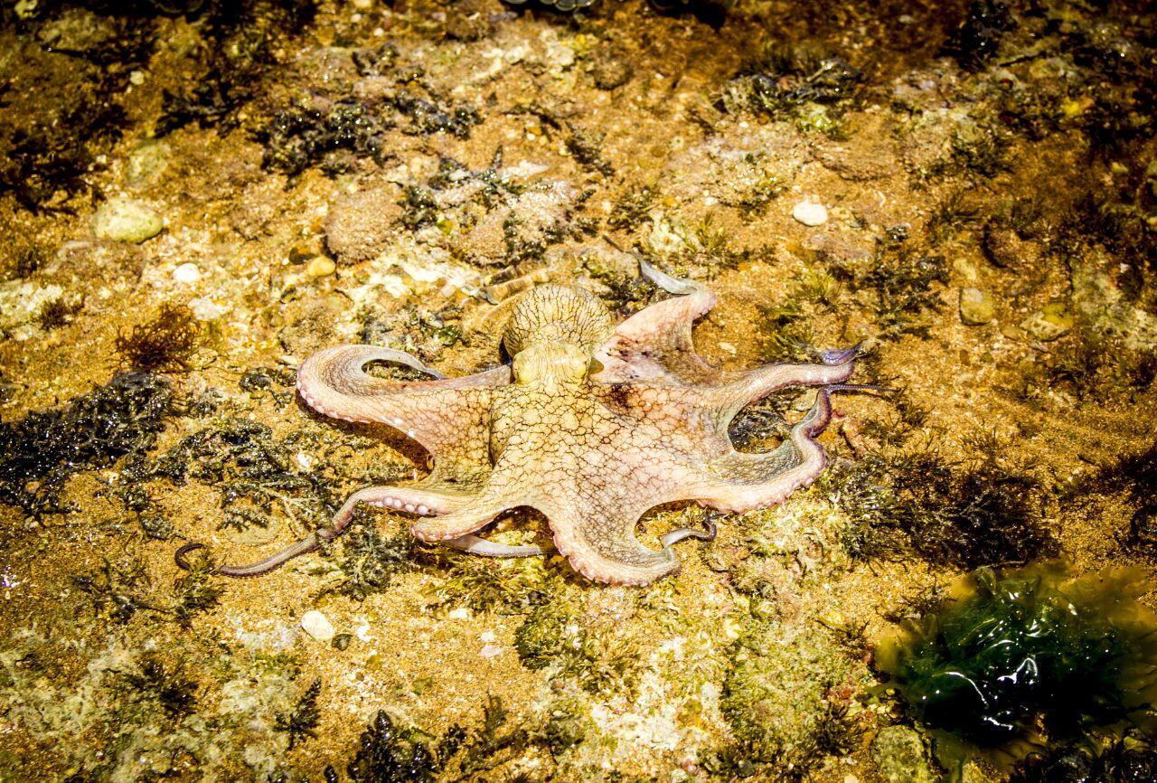 Hotel Caboco Sonhado Passeios Nauticos E Pousada Mundaú Zewnętrze zdjęcie